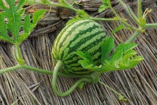 吃藤的日本瓜,探寻独特风味与种植奥秘