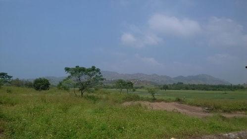 碣石镇吃瓜,瓜香四溢，品味夏日风情