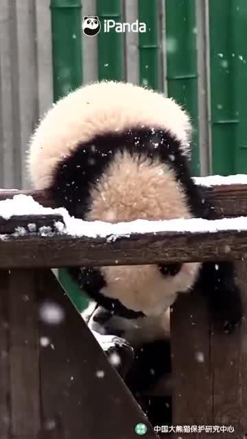 吃瓜熊,揭秘娱乐圈的“瓜田”趣事