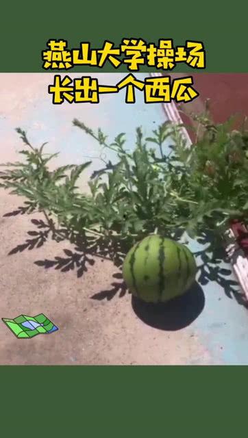 燕山大学 吃瓜,揭秘校园里的“吃瓜”文化现象