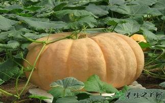 吃兰瓜会不会胀气,揭秘吃兰瓜是否会胀气之谜