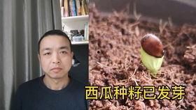 小情侣行为吃瓜,小情侣甜蜜行为引发网友热议