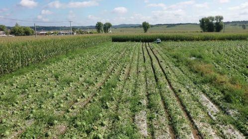 助农吃瓜文案,瓜果飘香共致富——探索绿色助农吃瓜之旅