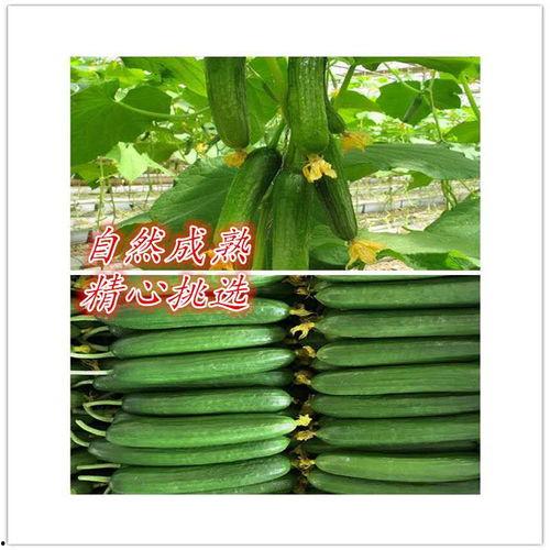 助农吃瓜文案,瓜果飘香共致富——探索绿色助农吃瓜之旅