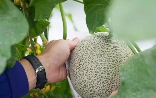 吃瓜秒变上吊,秒变上吊悲剧