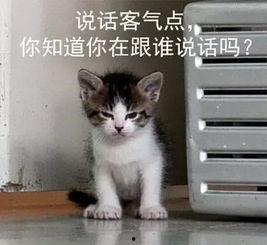 吃瓜看戏的喵哥,揭秘娱乐圈幕后风云