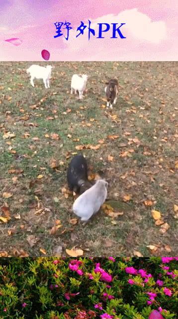 猪吃瓜配乐,一场欢乐的视听盛宴