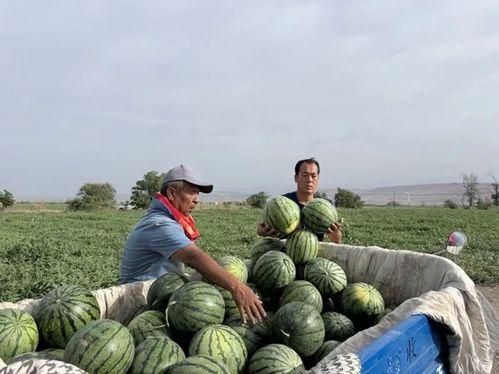 渔民吃瓜图,渔村生活的一角