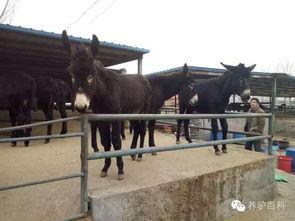 叫驴吃瓜,一场意外的乡村奇遇