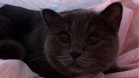 小猫吃老瓜吗,揭秘它们对老瓜的喜爱之谜