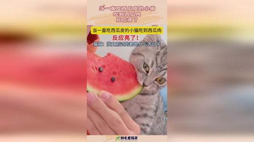 小猫吃老瓜吗,揭秘它们对老瓜的喜爱之谜