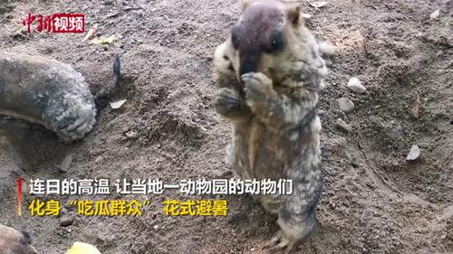 动物花式吃瓜