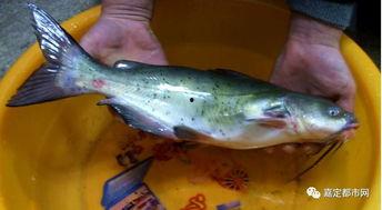 鲤鱼ace吃瓜群众,揭秘吃瓜群众的狂欢盛宴