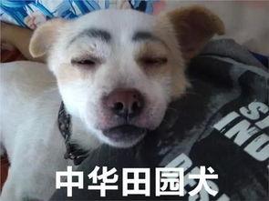 吃瓜怂仔,揭秘网络热议背后的真实故事