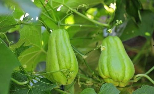 佛手瓜不适哪类人吃,这四类人群不宜食用