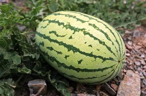 吃块瓜甜甜,吃块瓜甜甜，尽享清凉时光