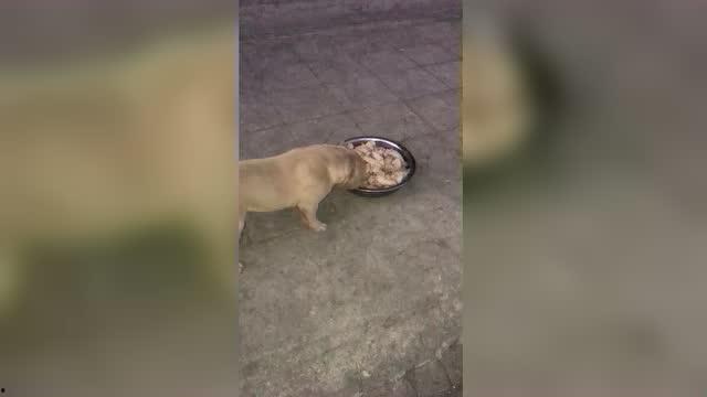 恶霸吃瓜的视频