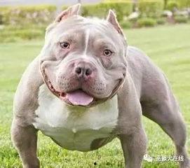 恶霸吃瓜的视频