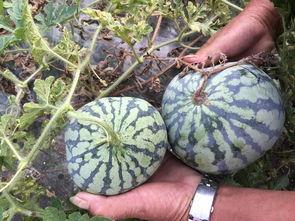 枯藤瓜可以吃吗怎么吃,枯藤瓜的食用方法与营养价值揭秘