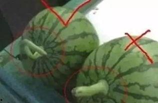 枯藤瓜可以吃吗怎么吃,枯藤瓜的食用方法与营养价值揭秘