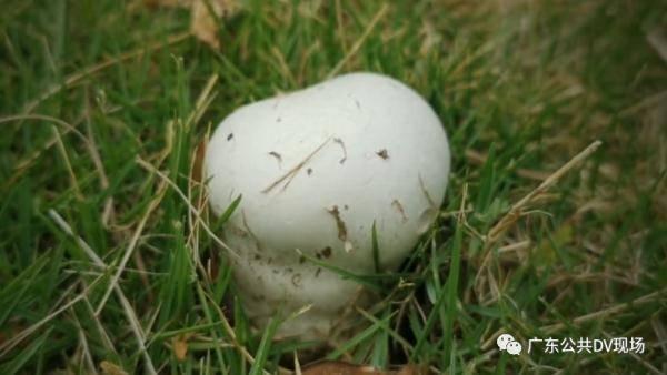 吃瓜直播乱象揭秘,揭开网络直播背后的真相