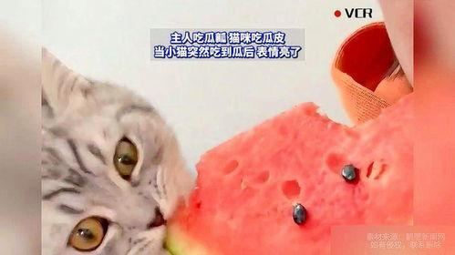 猫咪吃瓜图片,瓜果诱惑下的可爱瞬间