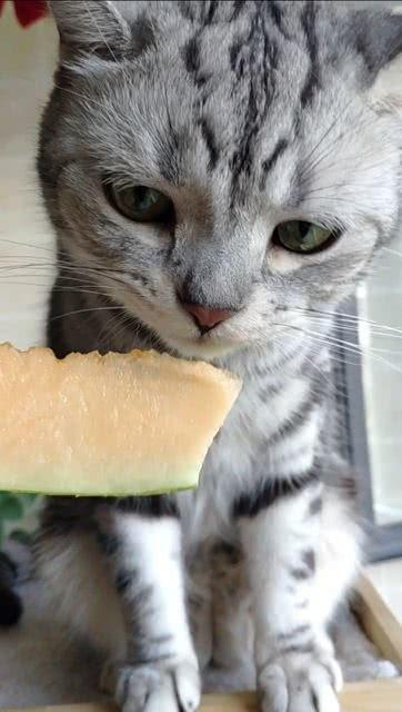 猫咪吃瓜图片,瓜果诱惑下的可爱瞬间