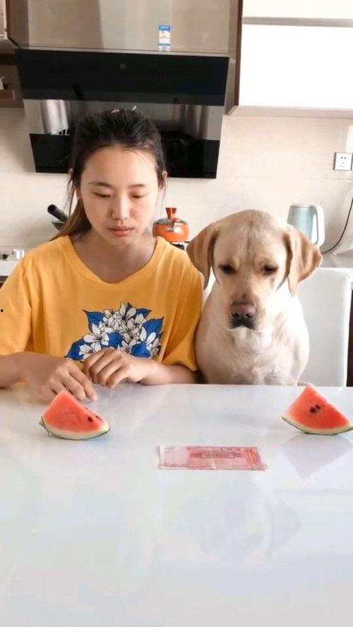 动漫吃瓜比赛视频,趣味横生的视觉盛宴