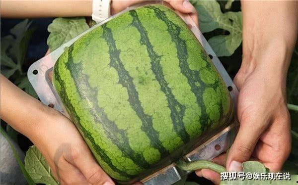 吃瓜不会出结果