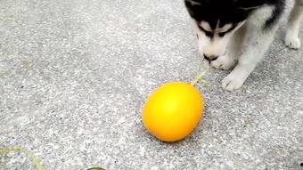 吃哈瓜减肥吗,揭秘神奇瓜果的瘦身秘密”