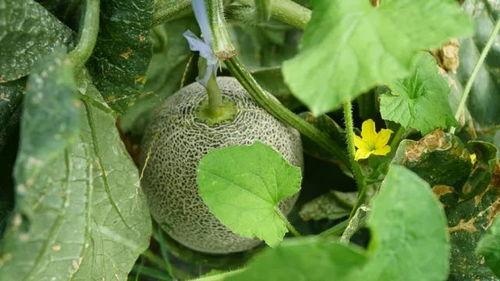 大夏天吃瓜,大夏天吃瓜的清凉攻略