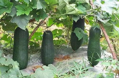 威海瓜如何吃,解锁夏日清新美味