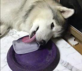 吃瓜被狗舔,一场意外的“亲密接触”