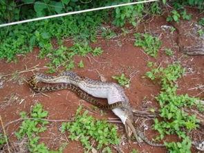 吞噬巨蟒吃瓜视频大全,惊险刺激视频大盘点