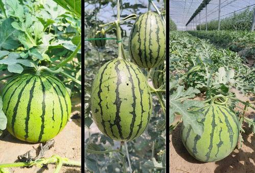 直播吃瓜详情,揭秘网红幕后故事，带你领略网络红人的真实生活