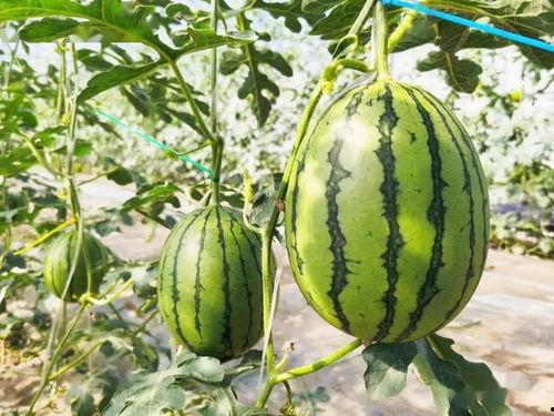 直播吃瓜详情,揭秘网红幕后故事，带你领略网络红人的真实生活