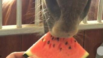 吃瓜的马某,揭秘娱乐圈背后的八卦风云