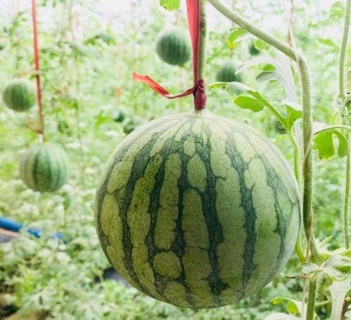 吃瓜的马某,揭秘娱乐圈背后的八卦风云