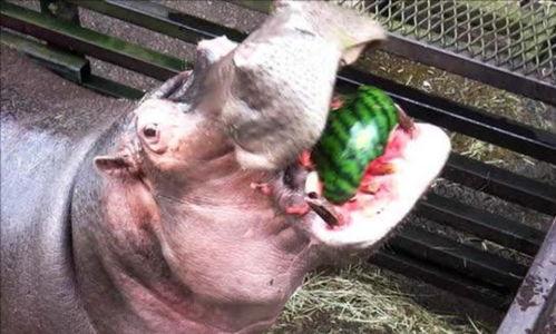 吃瓜的马某,揭秘娱乐圈背后的八卦风云