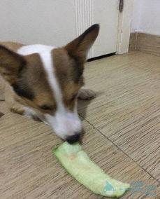 广东土狗吃瓜,揭秘吃瓜背后的文化内涵