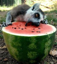 瓜地里的吃瓜猹