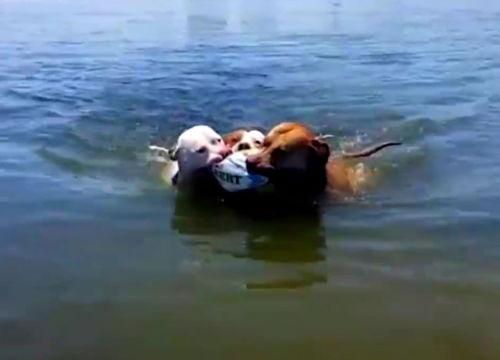 吃瓜云鹿,探寻网络红人的魅力与影响力