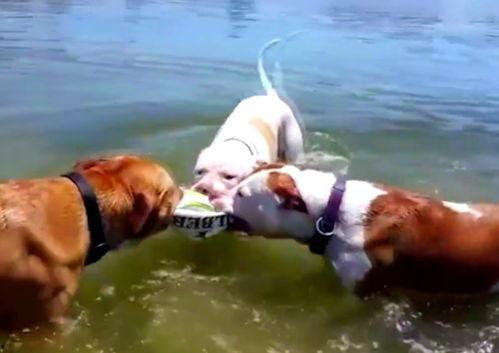 吃瓜云鹿,探寻网络红人的魅力与影响力