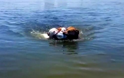 吃瓜云鹿,探寻网络红人的魅力与影响力