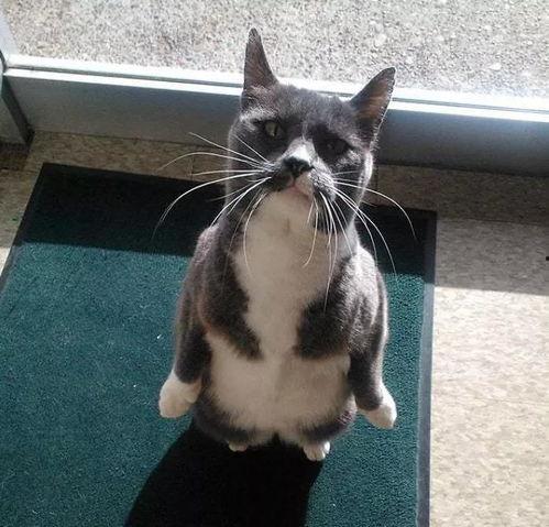 带你吃瓜野生猫咪,野生猫咪的“吃瓜”生活