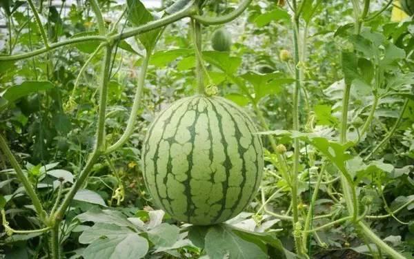 吃瓜去处,畅享娱乐盛宴