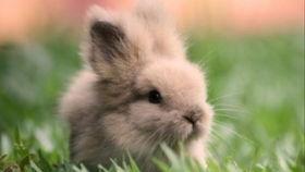 兔子可以吃羊角瓜么,营养与安全的探讨