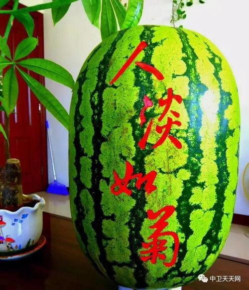 硒砂瓜怎么分开吃,解锁美味新境界