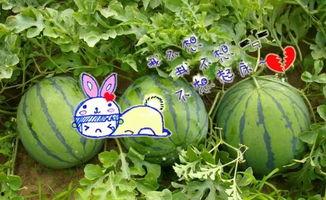 一飞吃瓜,揭秘娱乐圈那些不为人知的幕后故事