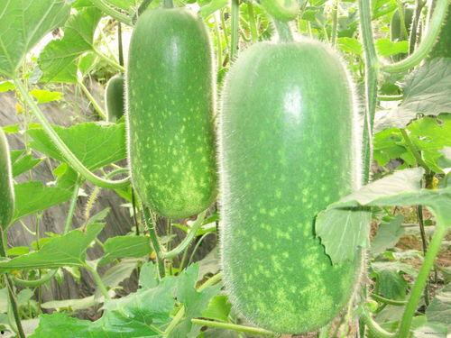 莎头吃瓜现场,揭秘娱乐圈幕后风云